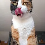 Chillsteps